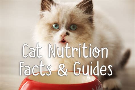 Pin by FelineLiving - Cat Care & Heal on Cat Nutrition Facts & Guides | Cat nutrition, Nutrition ...