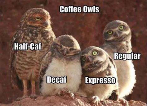 These Adorably Sinister Owls Give Cat Memes A Run For Their Money | Funny owl pictures, Coffee ...