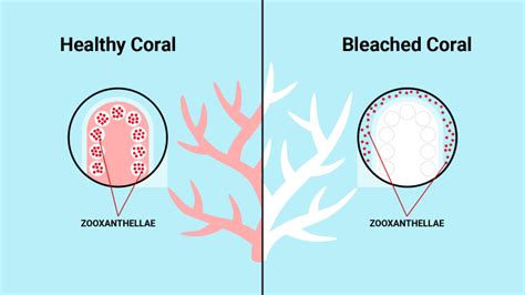 Help! My Coral is Bleaching - ATI North America