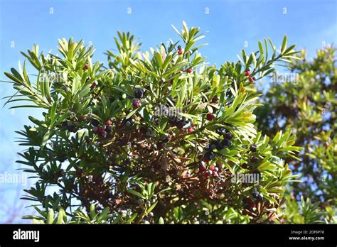 Broad-leaved yellowwood or real yellowwood (Podocarpus latifolius) is ...