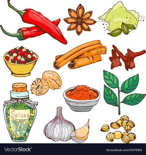 Spices seasoning hand drawn style food herbs vector image on | Zeichnungen