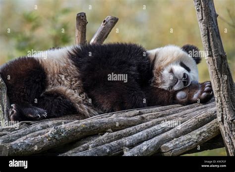 Giant panda (Ailuropoda melanoleuca) one-year old cub sleeping on wooden platform in zoo Stock ...