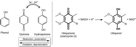 Oxidation And Reduction Hydroquinones Ubiquinones Biological 2e Redox Centers - Phenols - MCAT ...