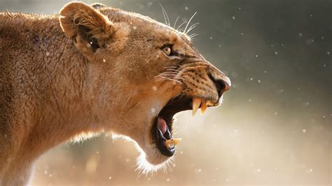 Lioness Wallpapers - Wallpaper Cave