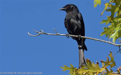 Drongo Fork-Tailed (Dicrurus adsimilis) - South Africa - World Bird ...