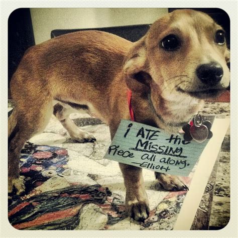 Jigsaw Puzzle 1000-1 - Dogshaming