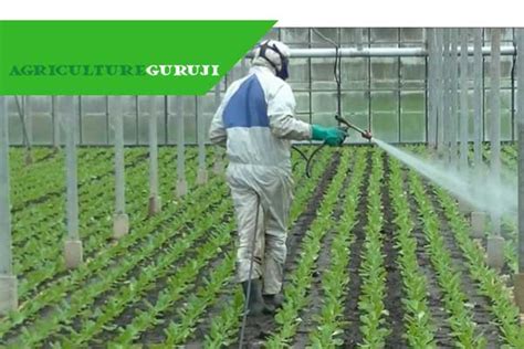 4 Important Tips to Control Pest and Disease in Greenhouse