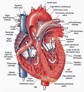 Heart Anatomy: chambers, valves and vessels : Anatomy & Physiology