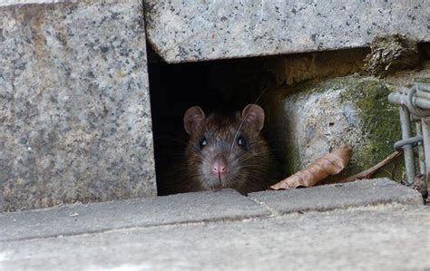 Blog - Aiken's Helpful Guide To Norway Rat Control