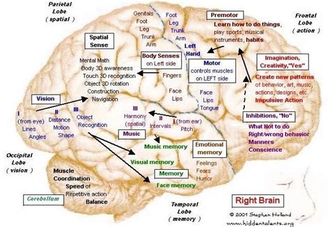 Hidden Talents--Brain 11 Right brain | Brain mapping, Right brain, Craniosacral therapy