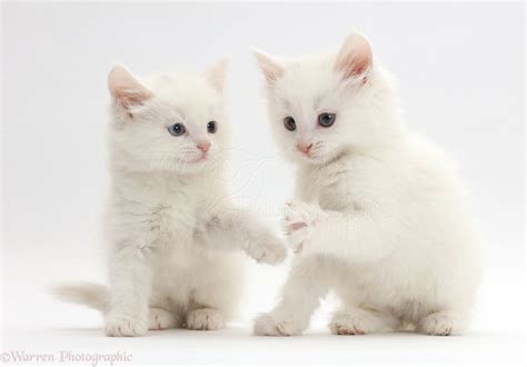 White kittens playing photo | White kittens, Kittens, Kittens cutest baby