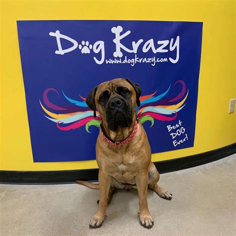 Dog Krazy - Richmond, VA - Pet Supplies