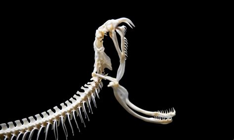 Snake Skeletons: Here’s What Makes Them So Unique - IMP WORLD