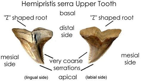 Snaggletooth Shark Information - Hemipristis shark facts and information! | Fossilized shark ...