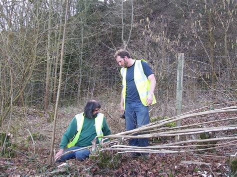 part-time Naturalist: hedge laying at Wick Hill Hanger with HCV 3rd & 4th March 2012