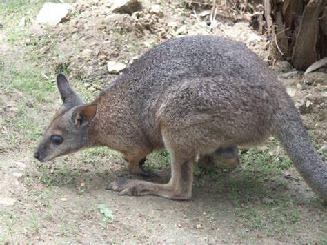 Dama Wallaby - Tammar Wallaby | Some Interesting Facts | The Wildlife