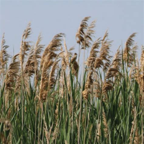 Phragmites Australis Seeds