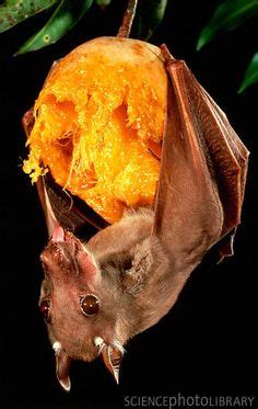 animals-Bats on Pinterest | Bats, Fruit and Bat Family