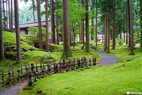 Japan's Moss Village, Koke No Sato - A Green, Studio Ghibli-Like Wonderland Types Of Moss, Koke ...