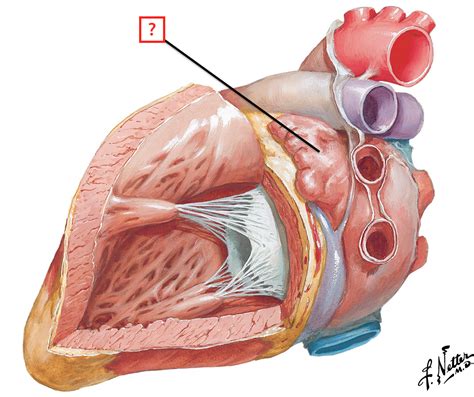 Anatomy Of Left Atrium