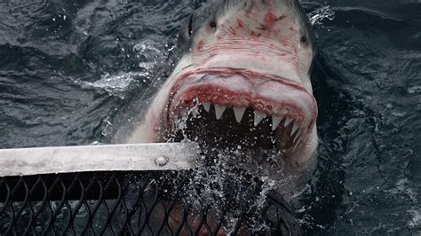 Real life Jaws? Photographer captures terrifying great white images ...