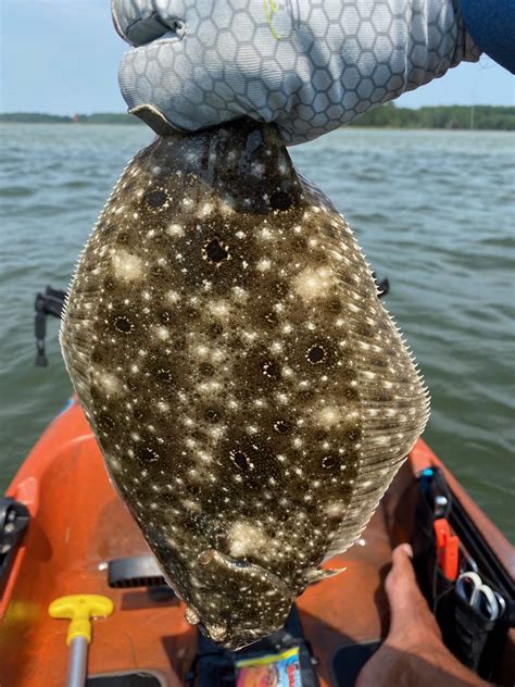 Summer Flounder | Photo by Eric Packard | Maryland Fisheries Service DNR | Flickr