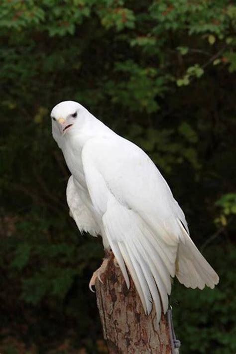 Albino eagle | Animales albinos, Animales albinos raros, Aves de rapiña