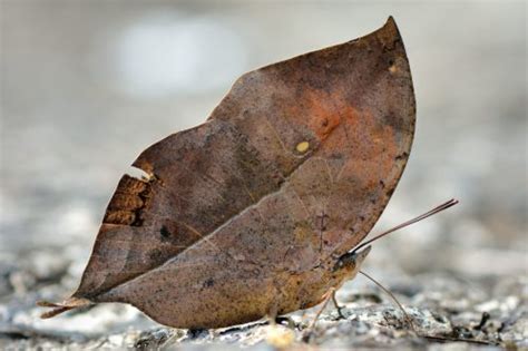 This dead leaf butterfly has a dazzling secret