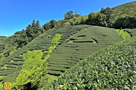 Enchanting Tea Plantations in Chiayi, Taiwan - Nspirement