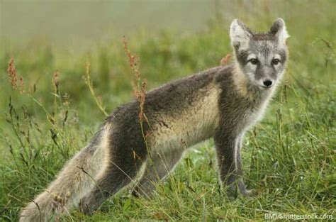 Arctic Fox Summer Coat Arctic Fox Habitat, Arctic Fox Facts, Arctic Fox Adaptations, Alaskan ...