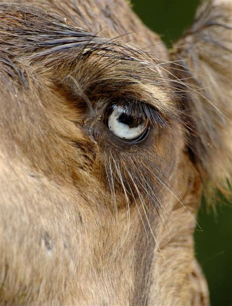 100+ Camel eye Free Stock Photos - StockFreeImages