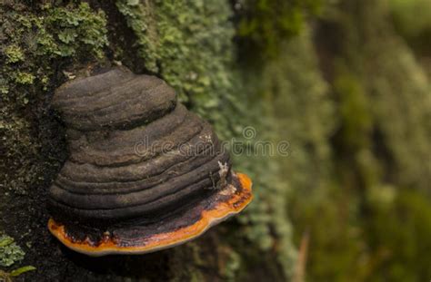 Chaga mushroom on the tree stock photo. Image of outdoor - 98672866