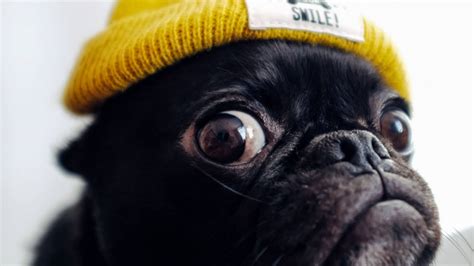 Funny Pug Dog with Hat Wallpaper