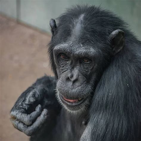 Pictures: bald chimpanzee | Chimpanzee portrait — Stock Photo ...