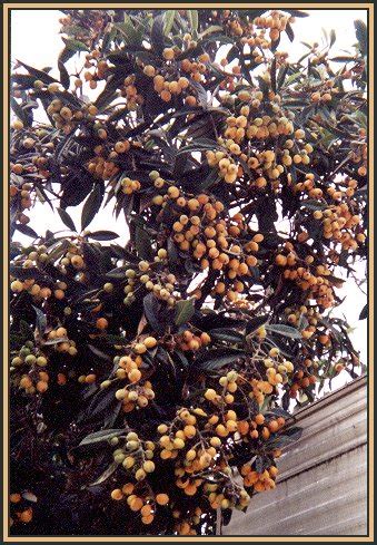 LOQUAT FRUIT