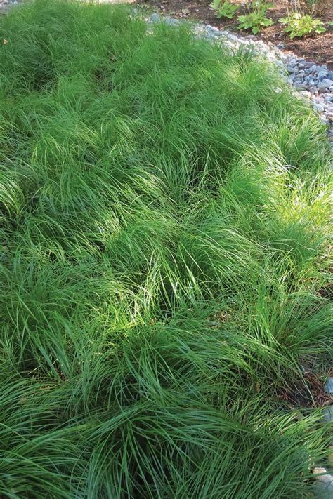 CAREX pensylvanica - North Coast Perennials