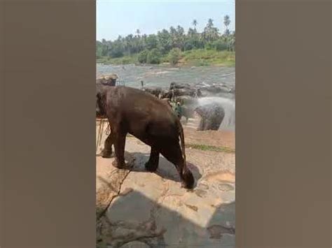 අලි නෑම. පින්නවල. #pinnawala elephant bathing.🐘🐘😍 ️#srilanka #elephant - YouTube