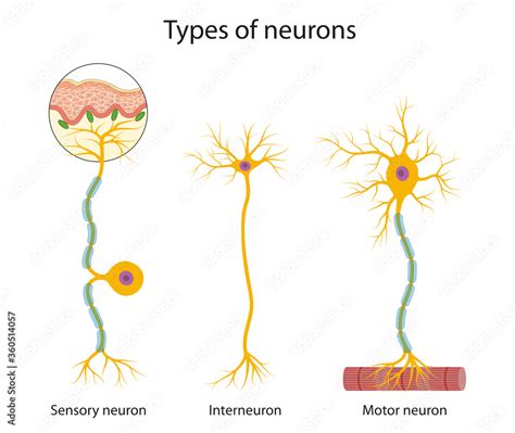 Three main types of neurons: sensory, interneuron and motor Stock ...