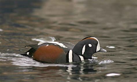 Free picture: histrionicus histrionicus, male, harlequin, duck