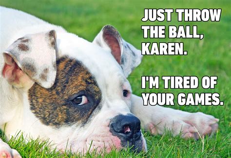 Hilarious Dog Memes You'll Laugh at Every Time | Reader's Digest