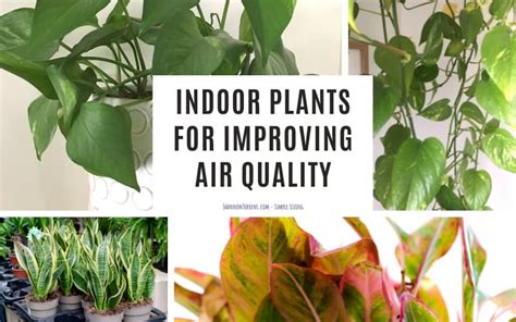 Indoor Plants for Improving Air Quality - Shannon Torrens