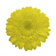 Daisies PNG Image File - PNG All | PNG All