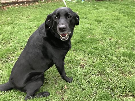 Labrador Retriever dog for Adoption in Machesney Park, IL. ADN-532940 ...