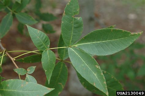 pignut hickory (Carya glabra)