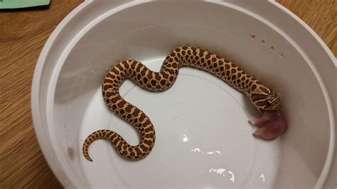 Western Hognose Snake Facts and Pictures