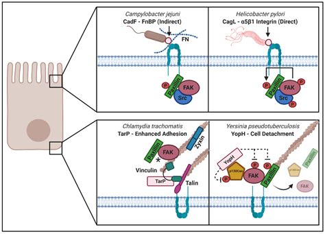 IJMS | Free Full-Text | Manipulation of Focal Adhesion Signaling by ...