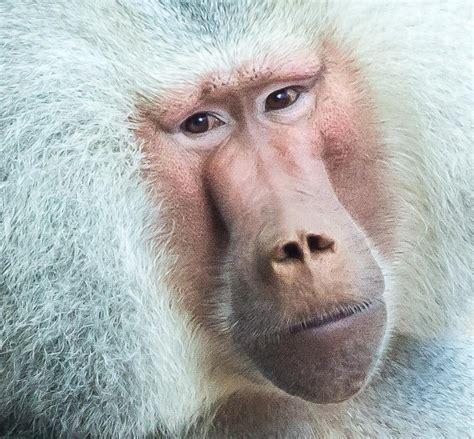 signed by tina: Amazing Photography...Baboons!