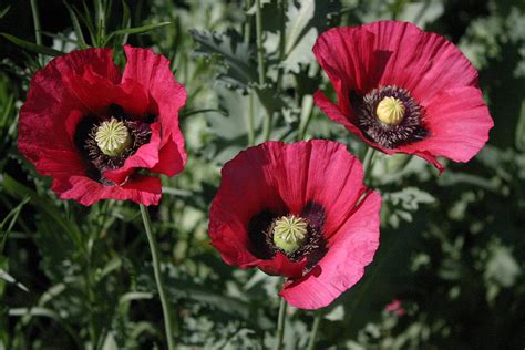 Red Poppies IMG 8785 Photograph by Cindy Malota | Fine Art America