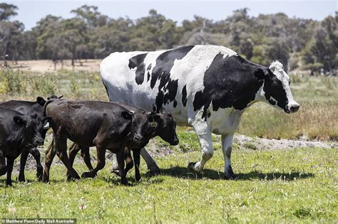 Australian Big Cow Picture - Firdausm Drus