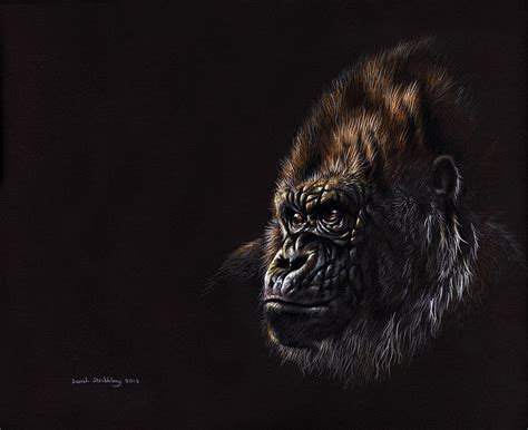 Silverback Gorilla Drawing by Sarah Stribbling